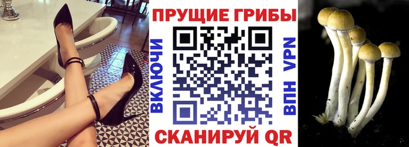 даркнет сайт  Кириши  Псилоцибиновые грибы Psilocybine cubensis 