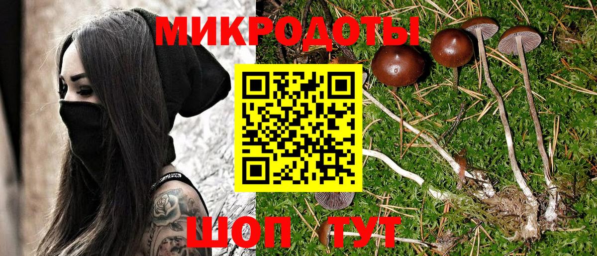 Псилоцибиновые грибы Psilocybine cubensis  Кириши  Галлюциногенные грибы Psilocybine cubensis 