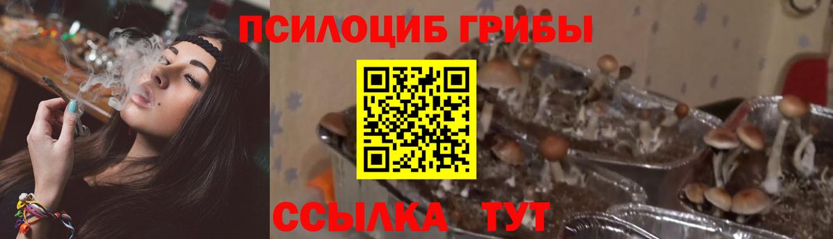 Кириши  Галлюциногенные грибы Psilocybe  Вход с VPN 